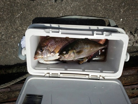 Fishing Tournament Trip in Tateyama 1Day